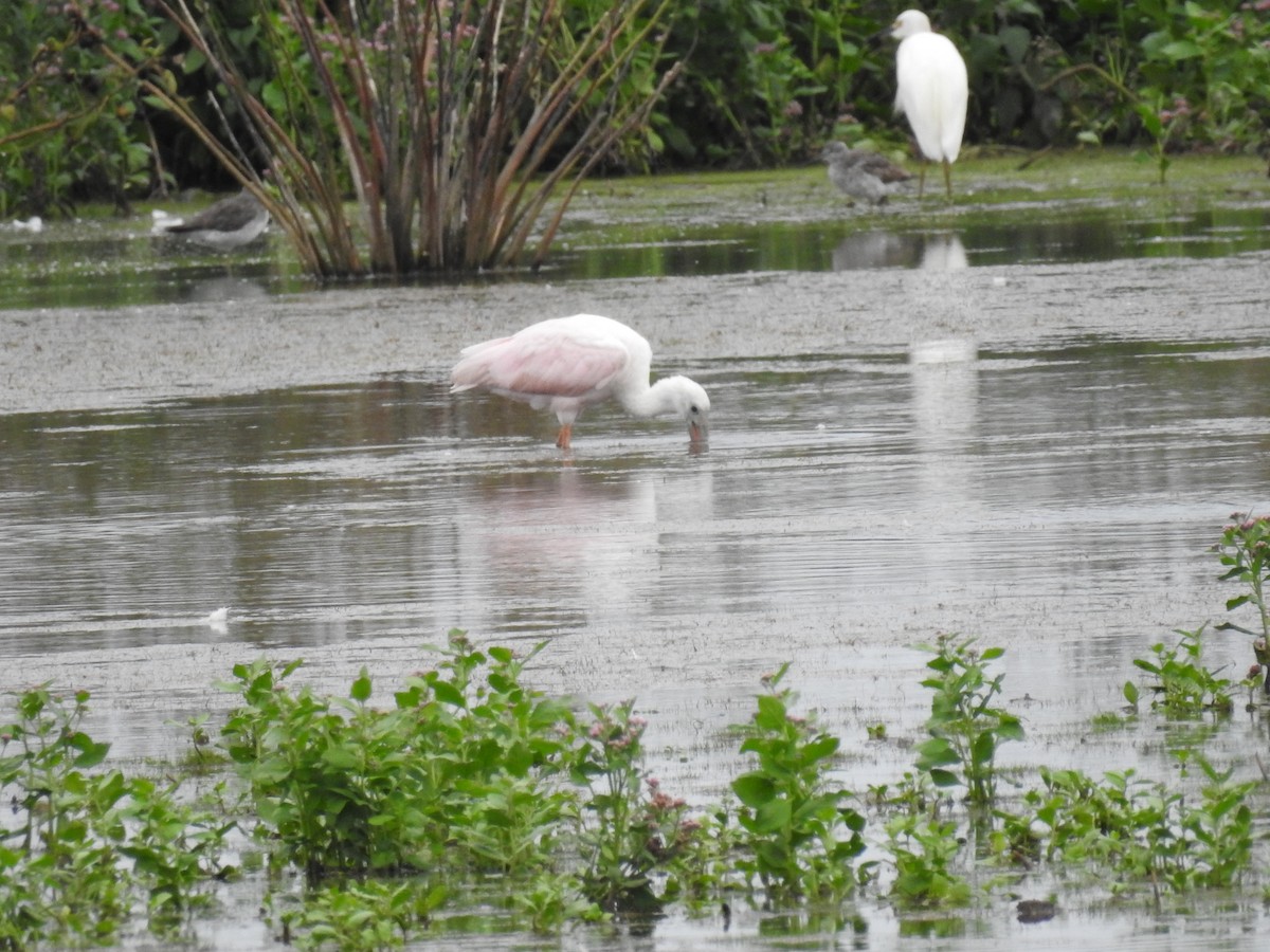 Roseate Spoonbill - ML366107821