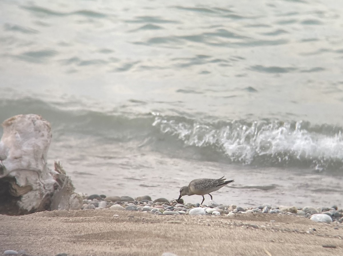 Red Knot - Max Witynski