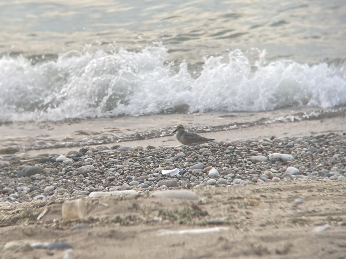 Red Knot - Max Witynski