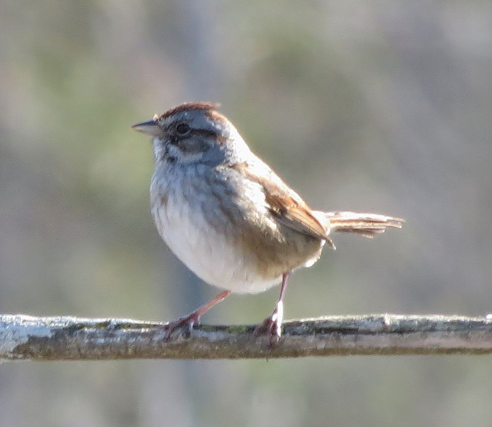 Swamp Sparrow - ML36610891