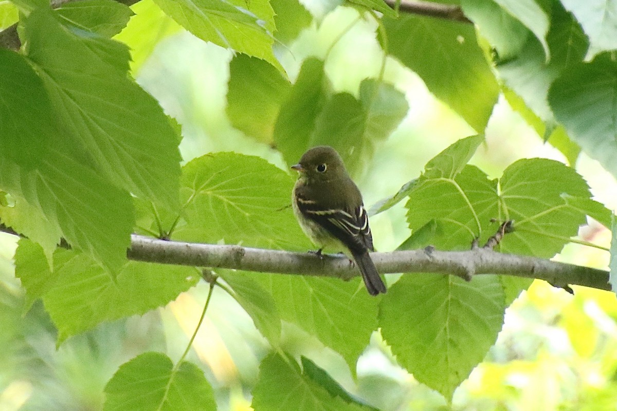 Yellow-bellied Flycatcher - E R