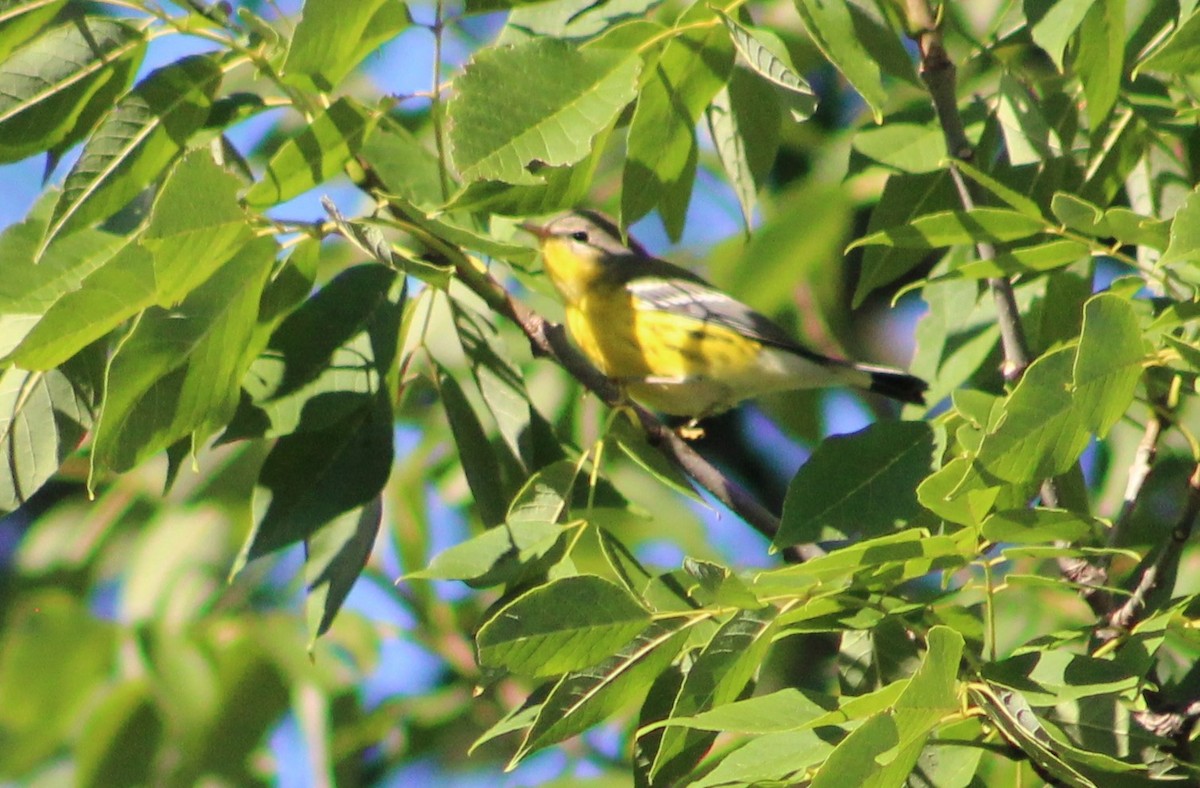 Magnolia Warbler - ML366110201