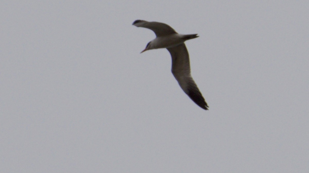 Caspian Tern - W. Douglas Robinson