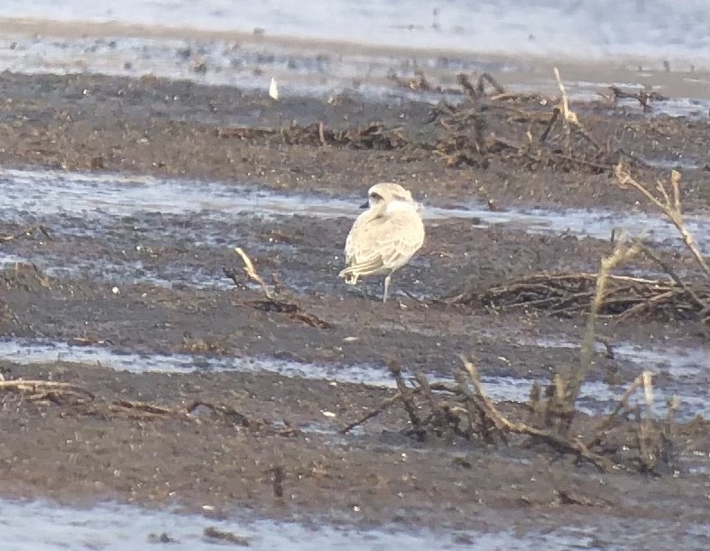 Snowy Plover - Roger Muskat