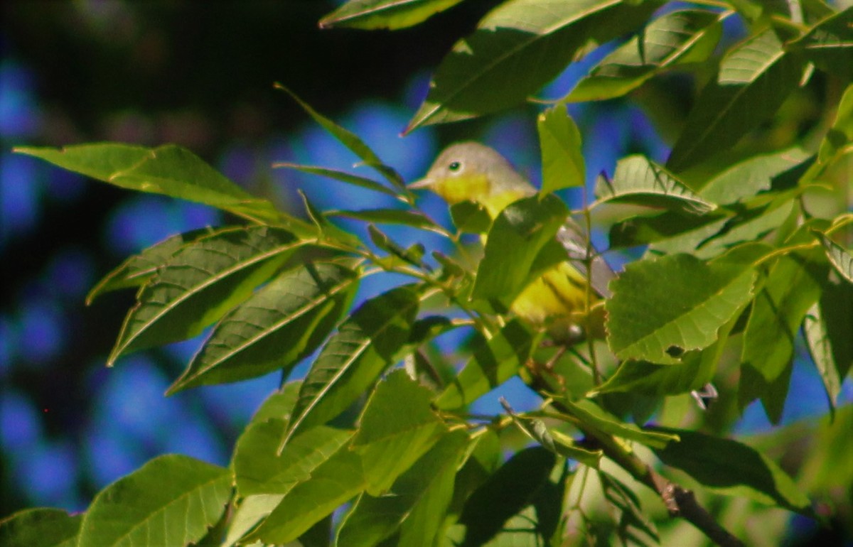 Magnolia Warbler - ML366110741