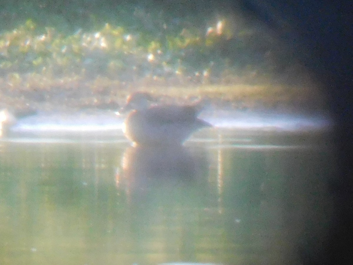 Blue-winged Teal - ML366110891