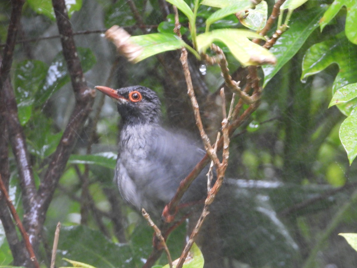 Red-legged Thrush - ML366111601