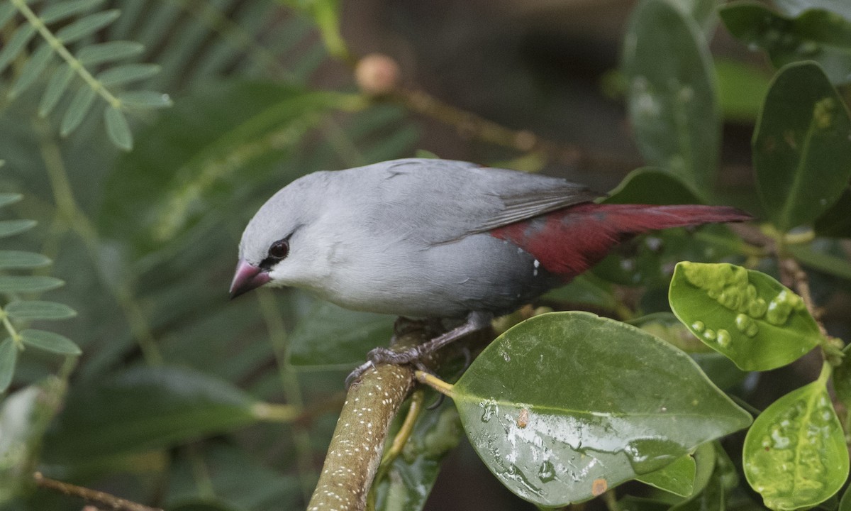 Lavender Waxbill - Brian Sullivan