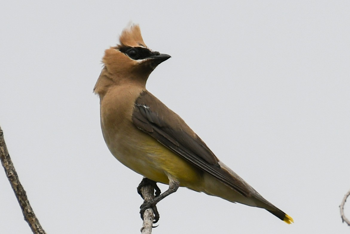 Cedar Waxwing - ML366111891
