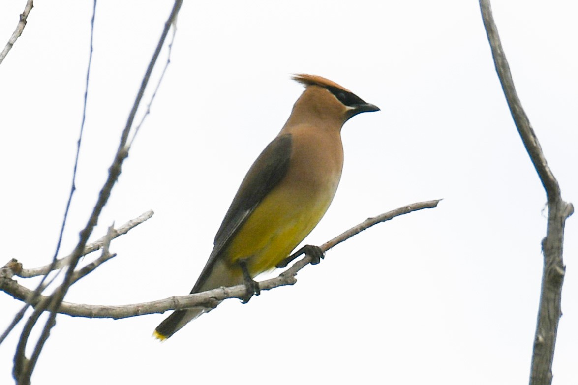 Cedar Waxwing - ML366111901