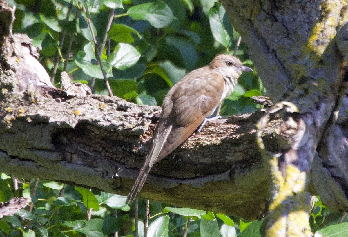 Black-billed Cuckoo - James Sawusch