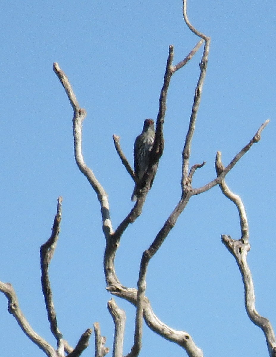 Olive-backed Oriole - ML366112661