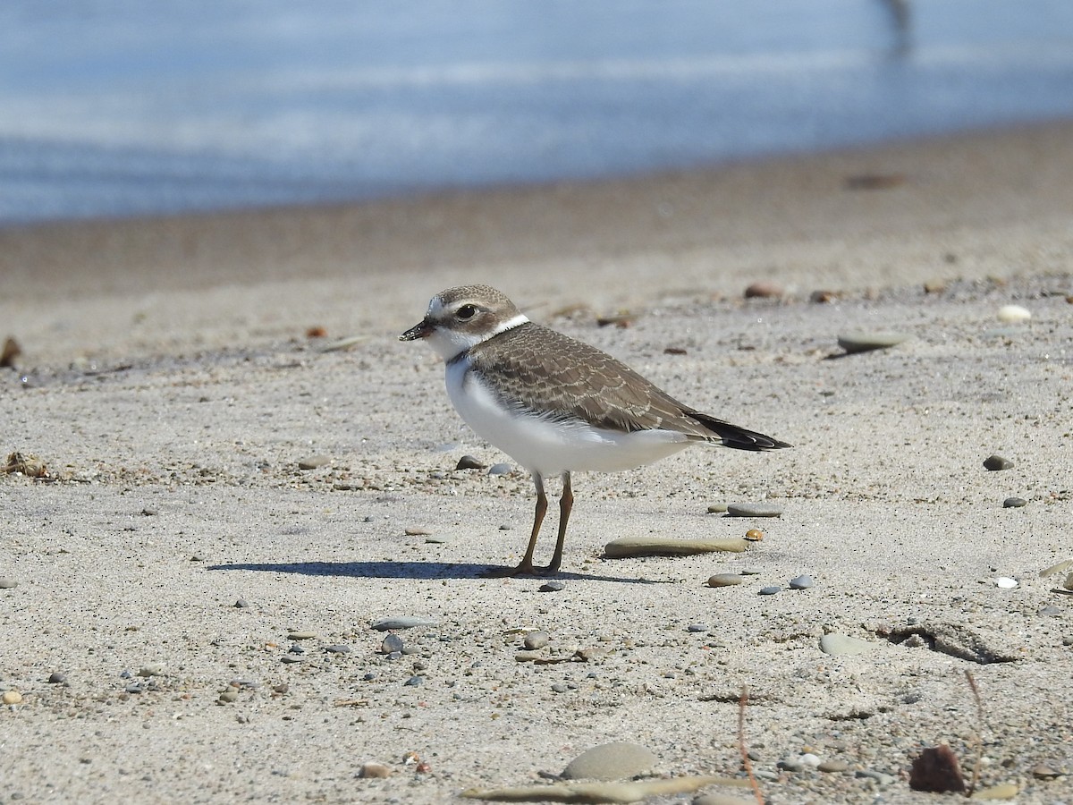 Semipalmated Plover - ML366114871