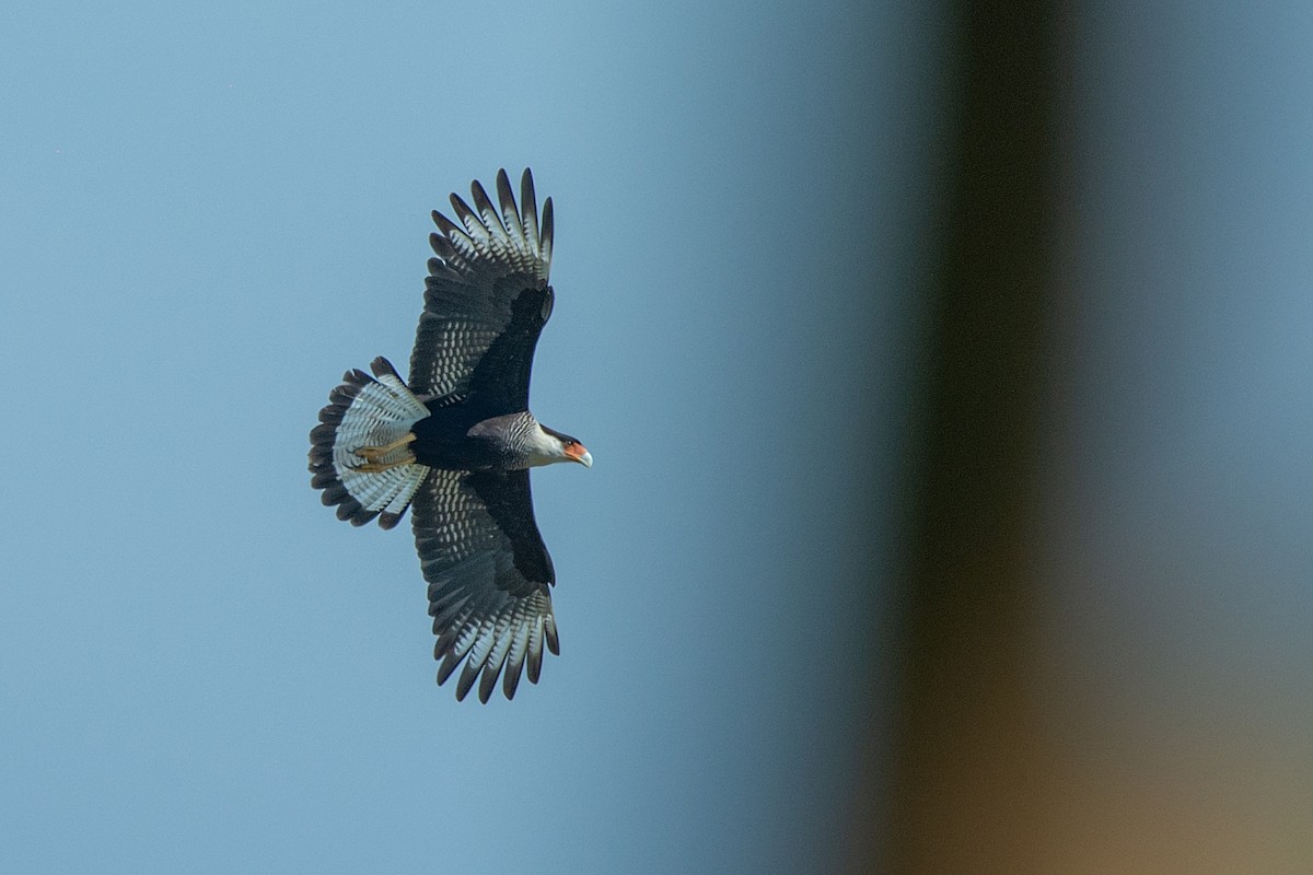 Caracara huppé - ML366118121