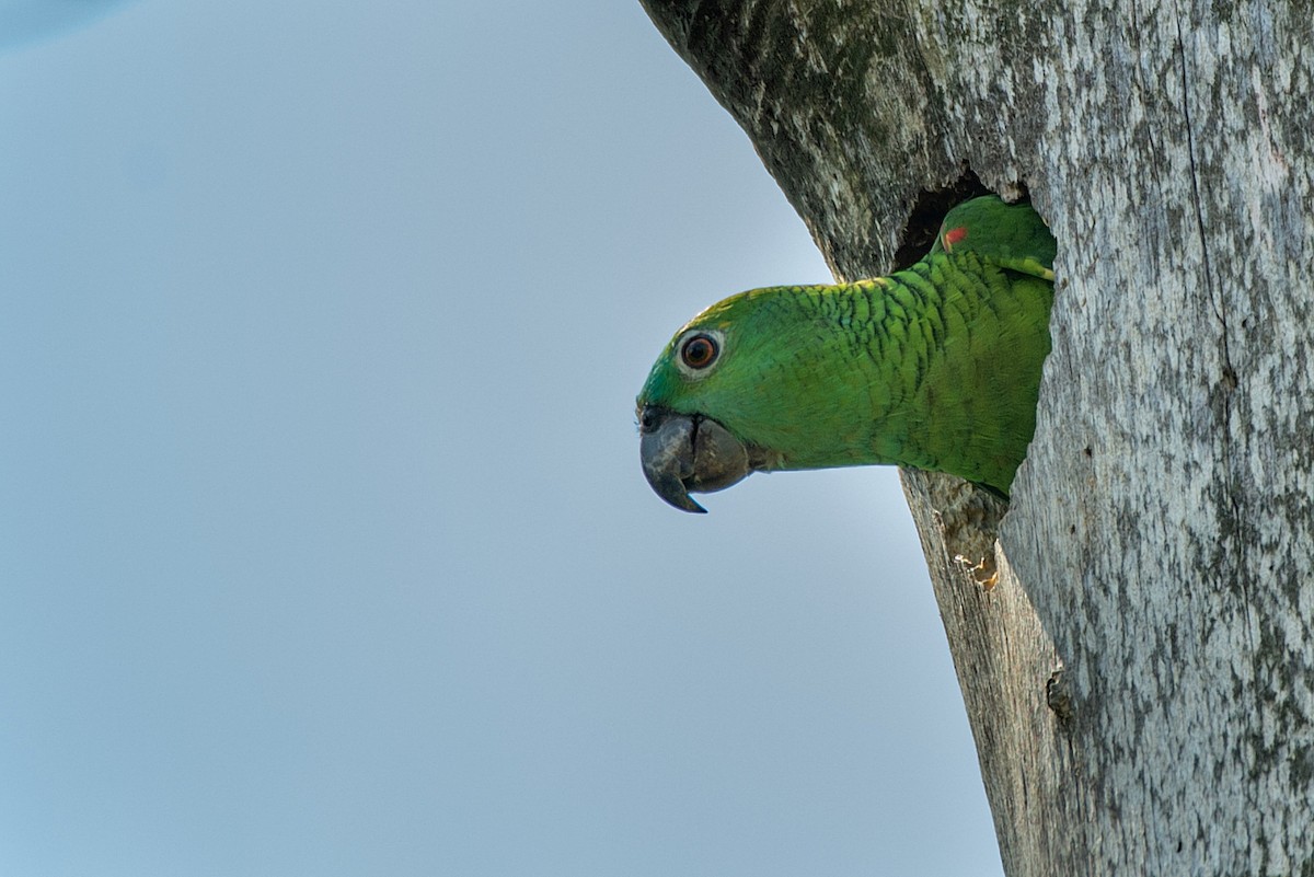 Turquoise-fronted Parrot - ML366118401
