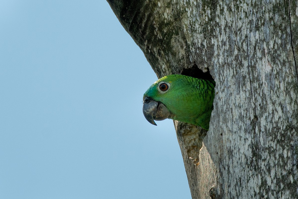Turquoise-fronted Parrot - ML366118411