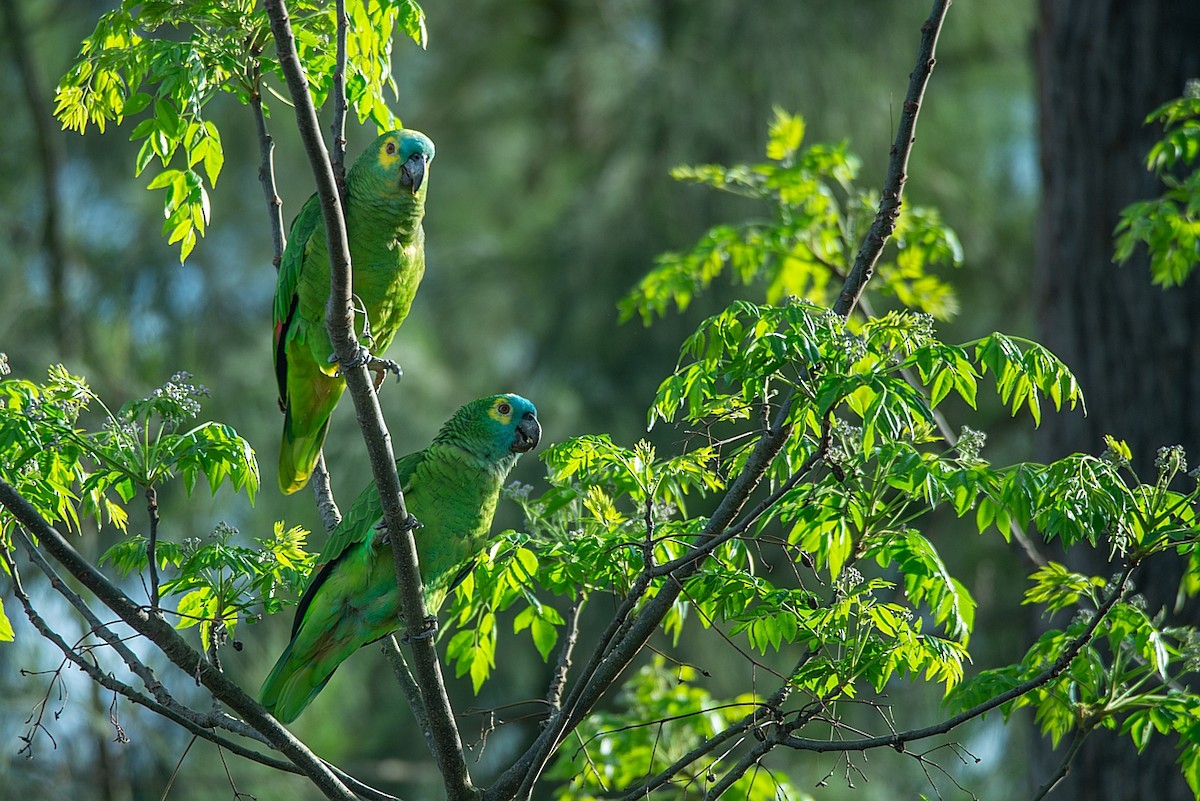 Turquoise-fronted Parrot - ML366118421