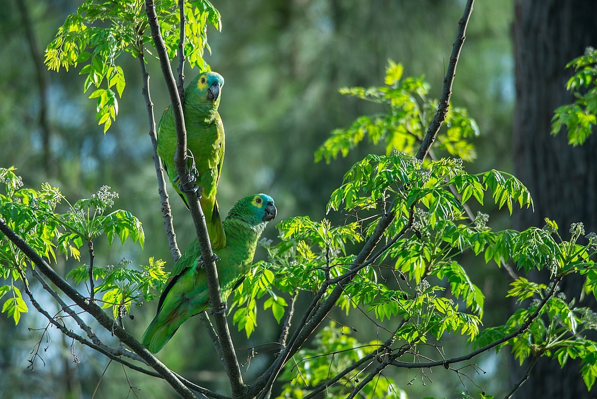 Turquoise-fronted Parrot - ML366118431
