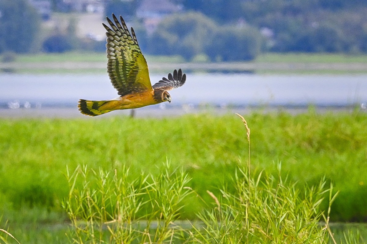 Northern Harrier - Roger Beardmore