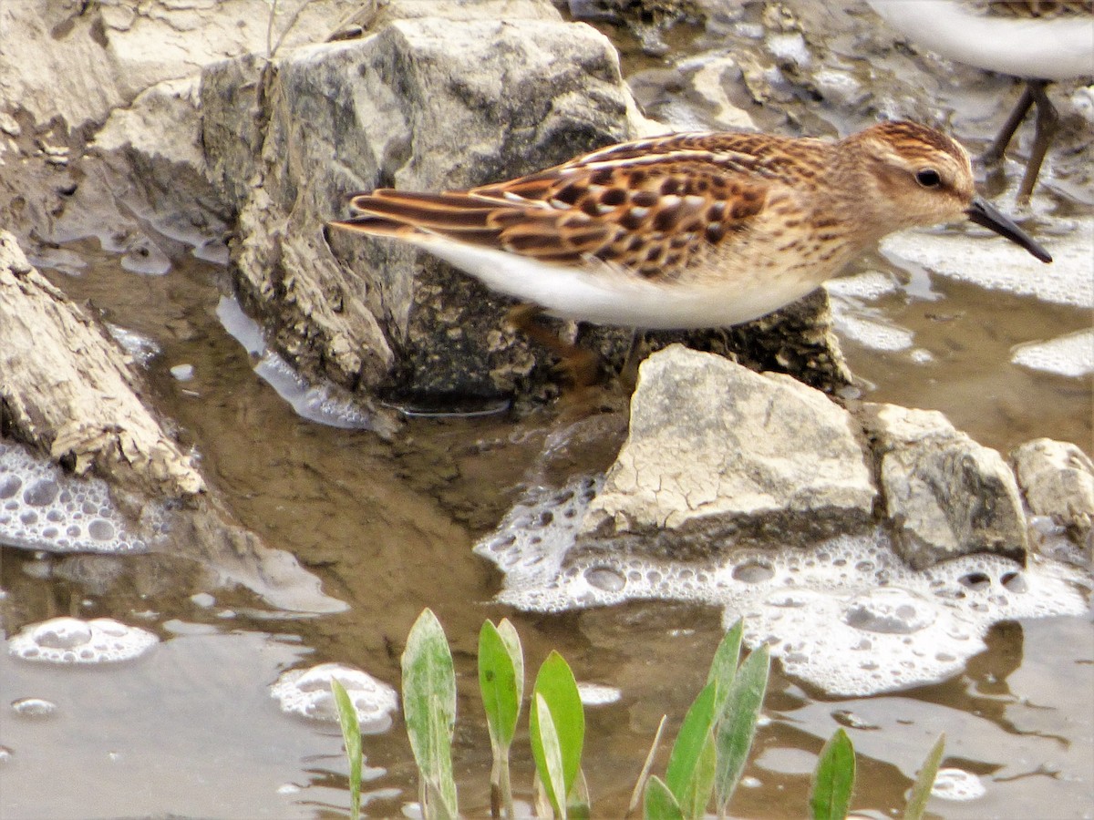 Least Sandpiper - ML366122781