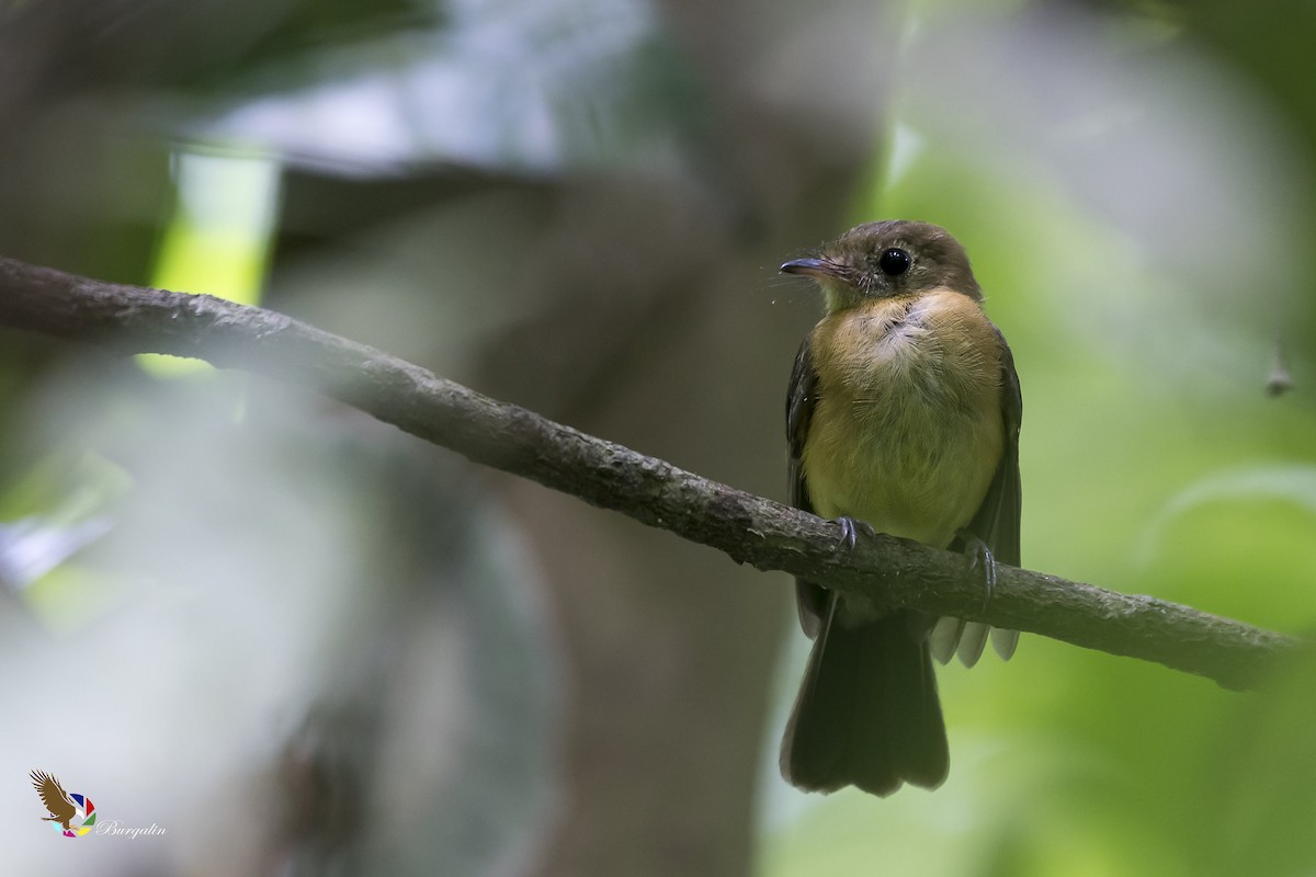 Sulphur-rumped Flycatcher - ML366127111