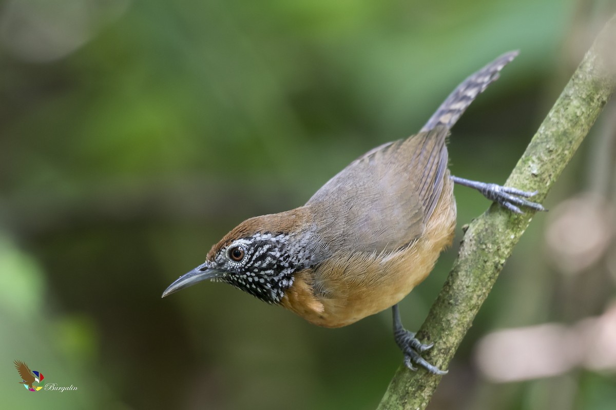 Rufous-breasted Wren - ML366127801