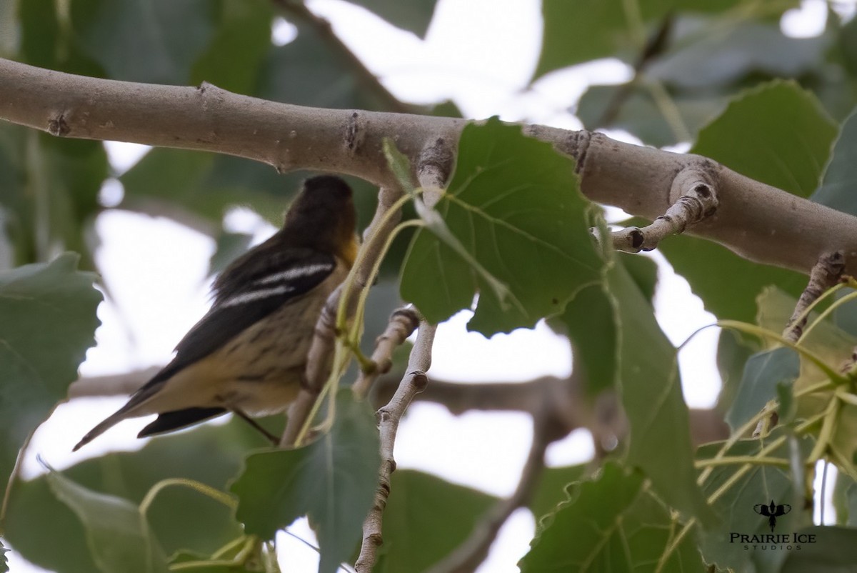 Blackburnian Warbler - ML366130961