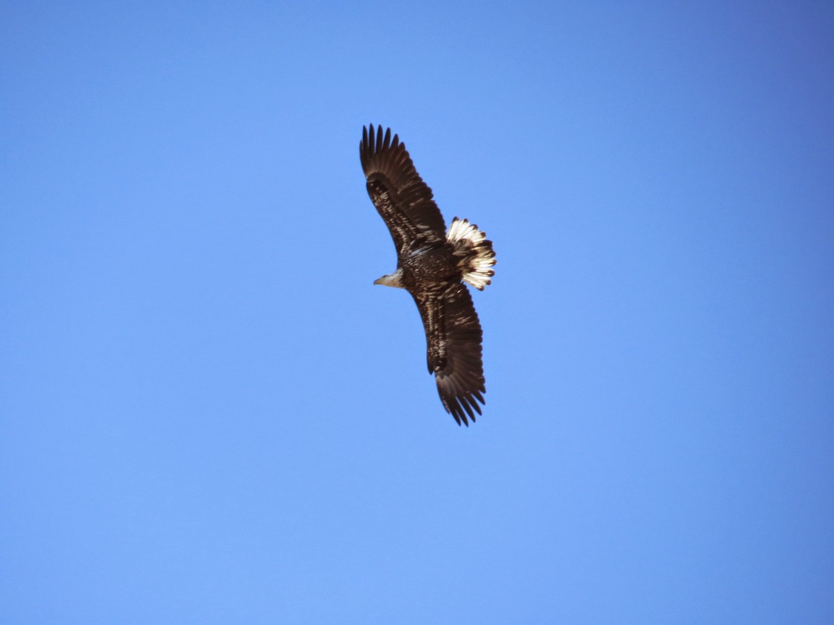 Weißkopf-Seeadler - ML36613331