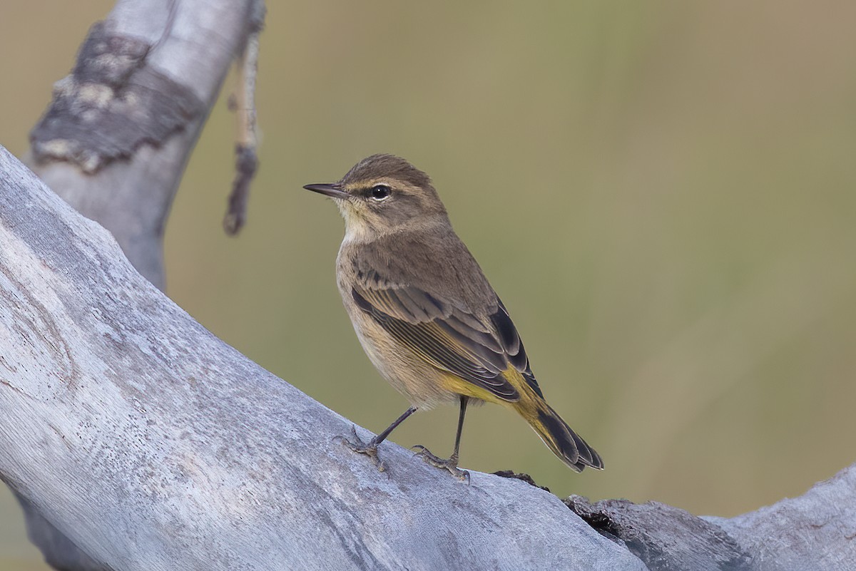 Palm Warbler - Colin Beattie