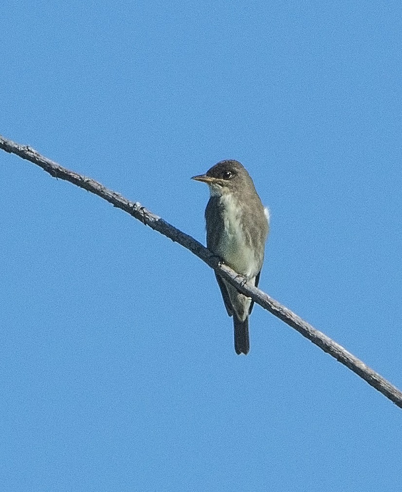 Olive-sided Flycatcher - ML366134461