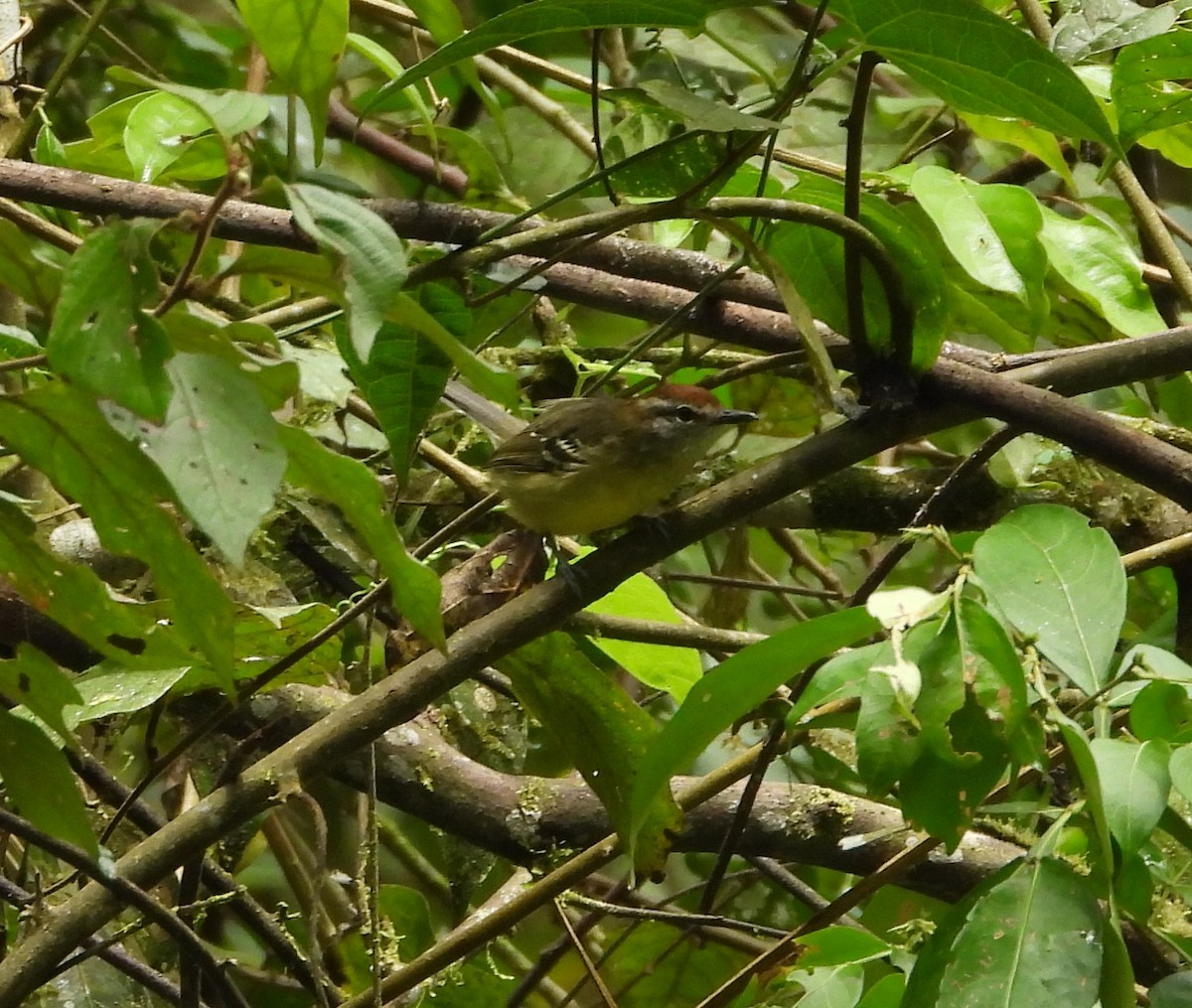 Yellow-breasted Antwren - Albeiro Erazo Farfán