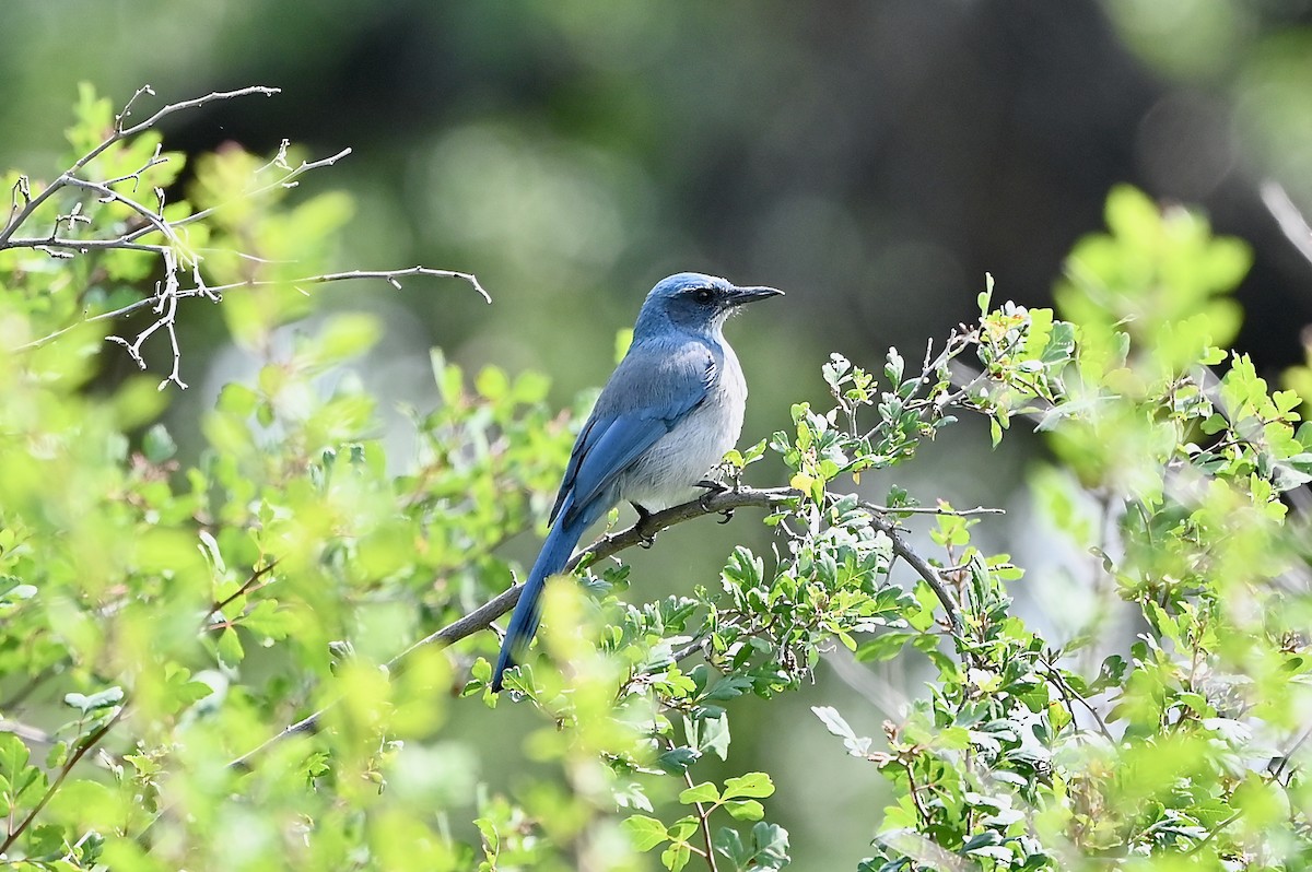 Woodhouse's Scrub-Jay - ML366137001