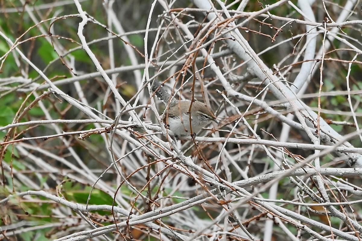 Bewick's Wren - ML366137101