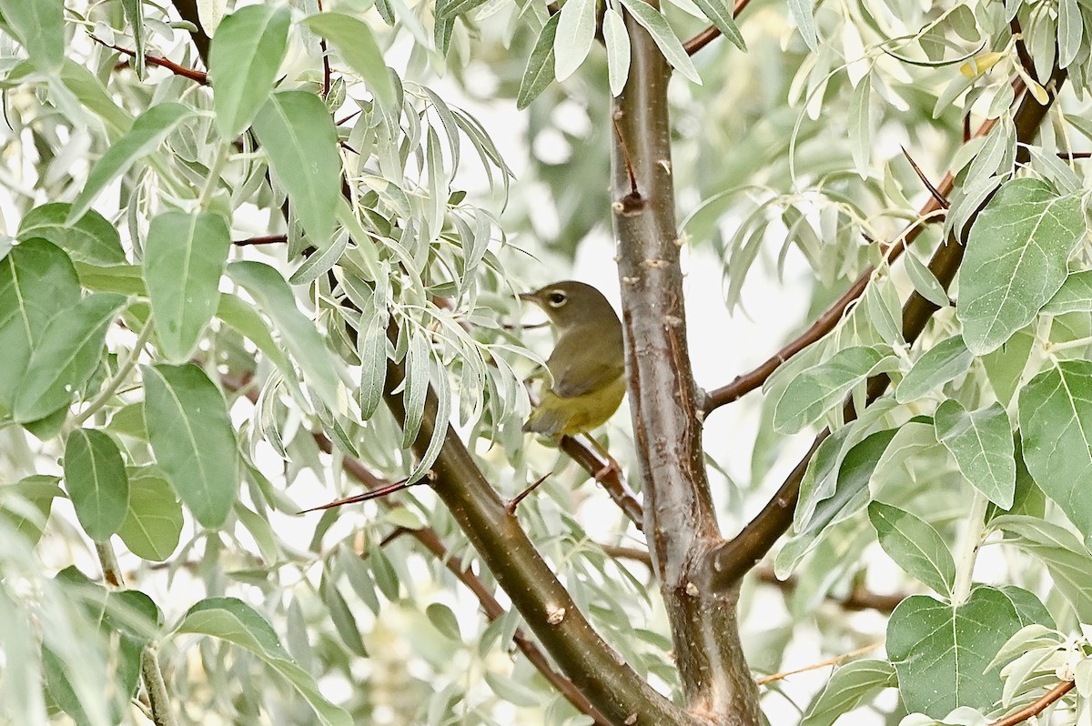 MacGillivray's Warbler - ML366137201