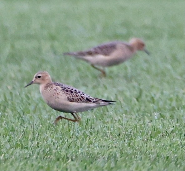 Buff-breasted Sandpiper - ML366139141