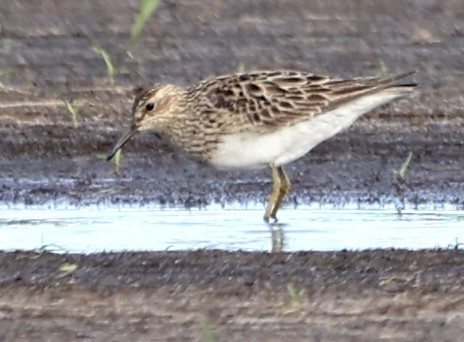 Pectoral Sandpiper - ML366139411