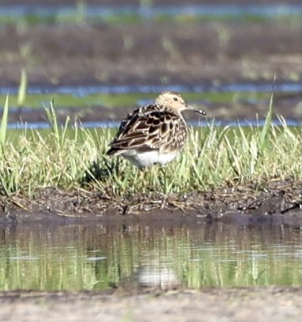 Pectoral Sandpiper - ML366139421