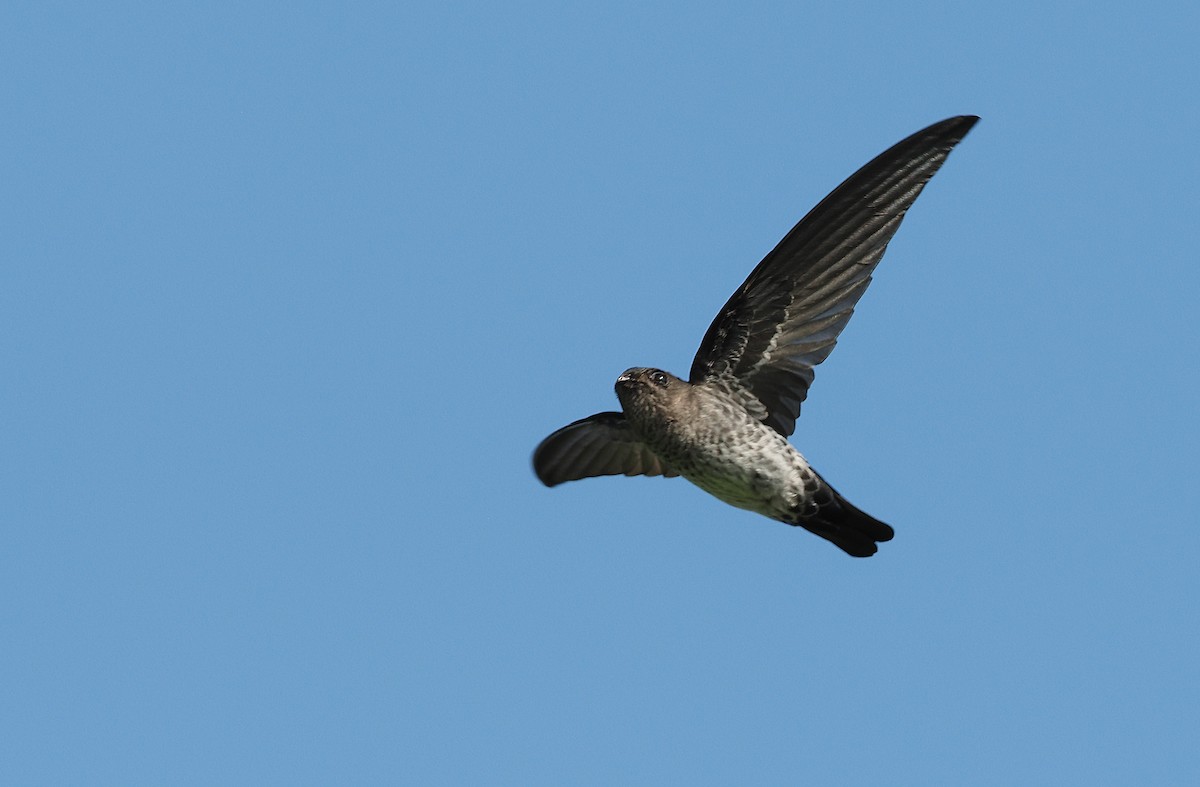 Gray-rumped Swiftlet - Robert Hutchinson