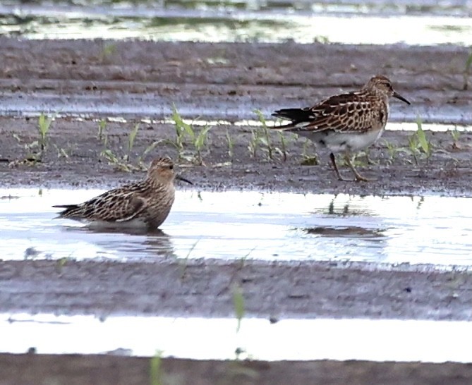 Graubrust-Strandläufer - ML366140361