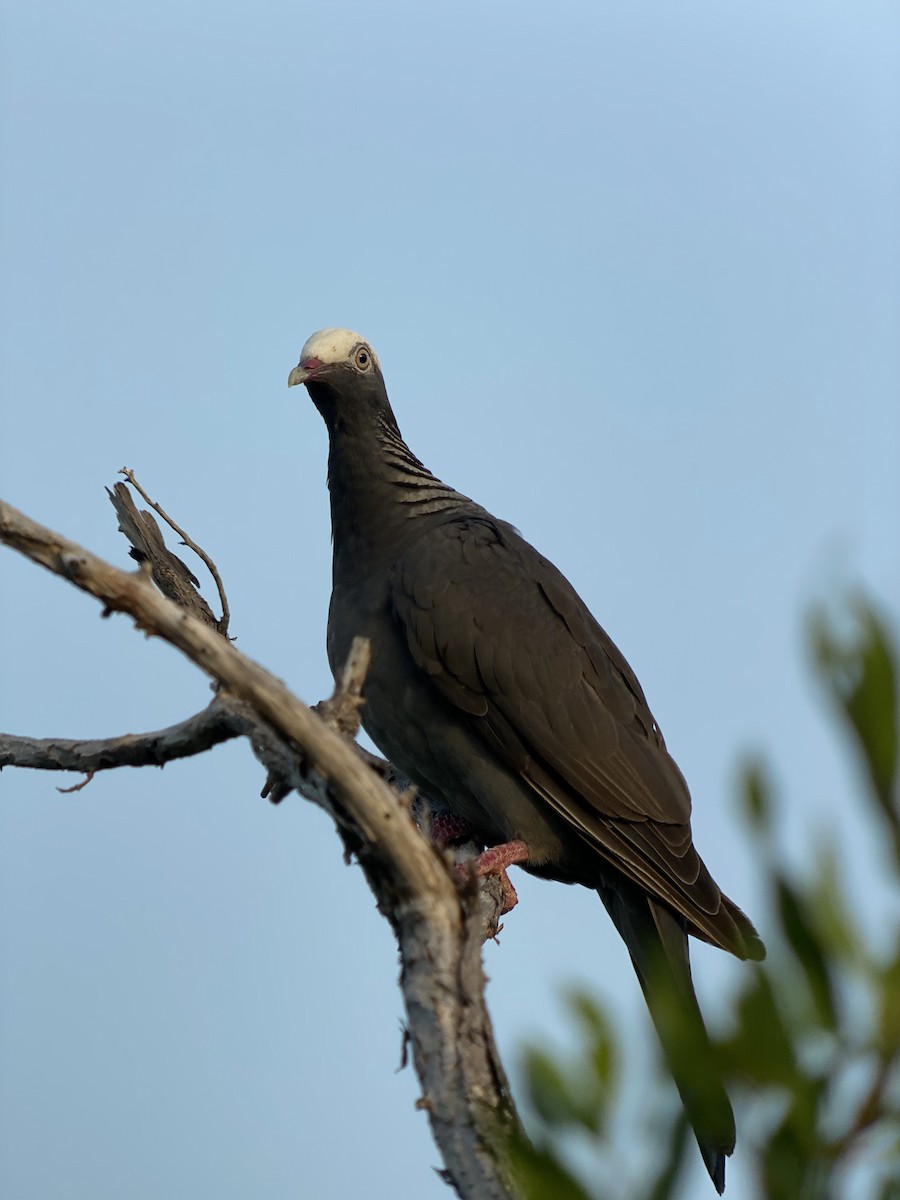 White-crowned Pigeon - ML366141691