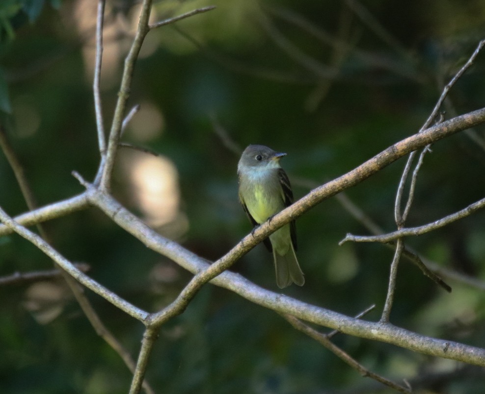 Eastern Wood-Pewee - ML366143291