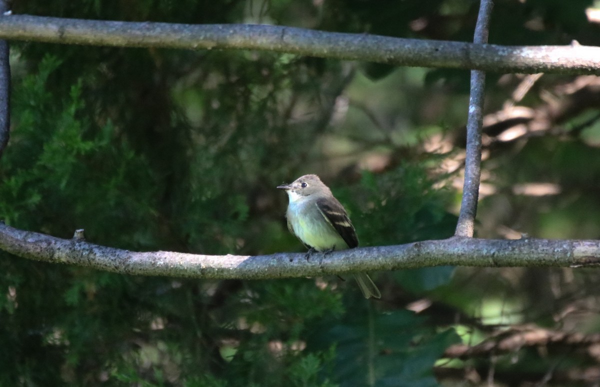 Eastern Wood-Pewee - ML366143311