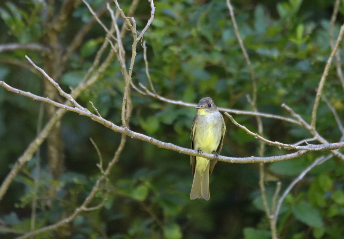 Eastern Wood-Pewee - ML366143321