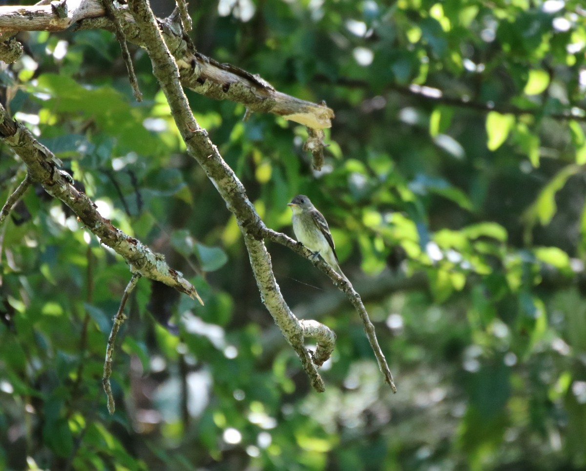 Eastern Wood-Pewee - ML366143351