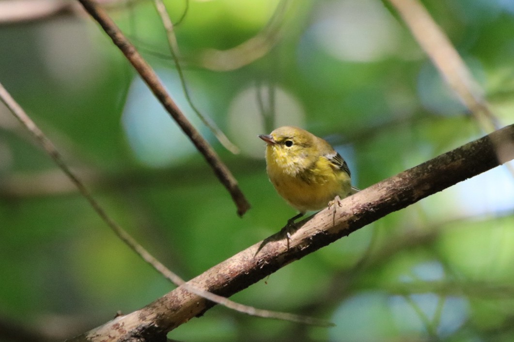 Pine Warbler - ML366143641