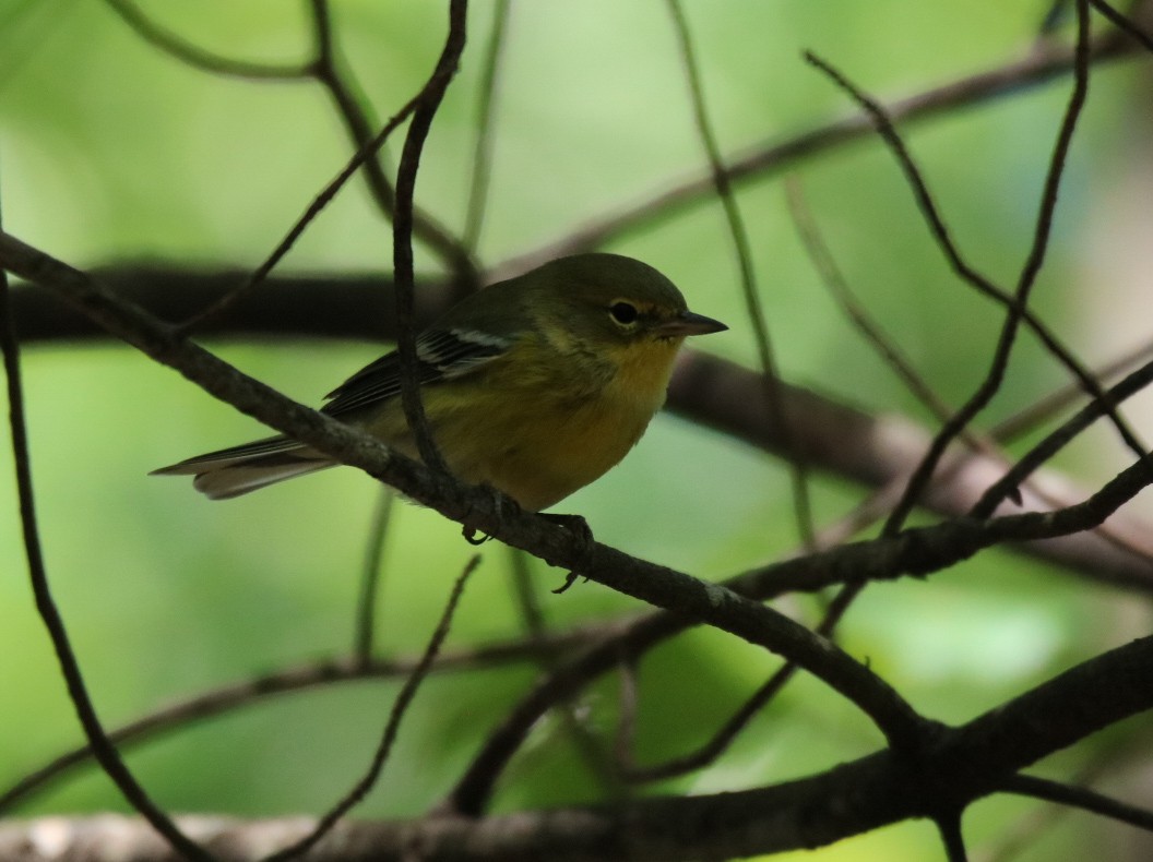 Pine Warbler - ML366143651