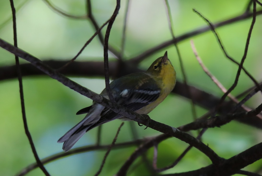 Pine Warbler - ML366143681