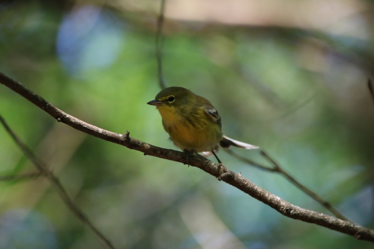 Pine Warbler - Kelly Krechmer