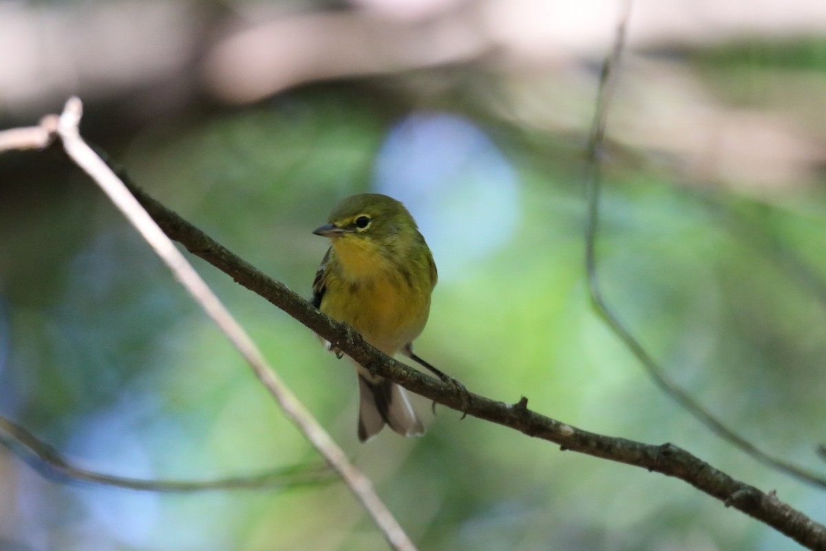 Pine Warbler - ML366143731