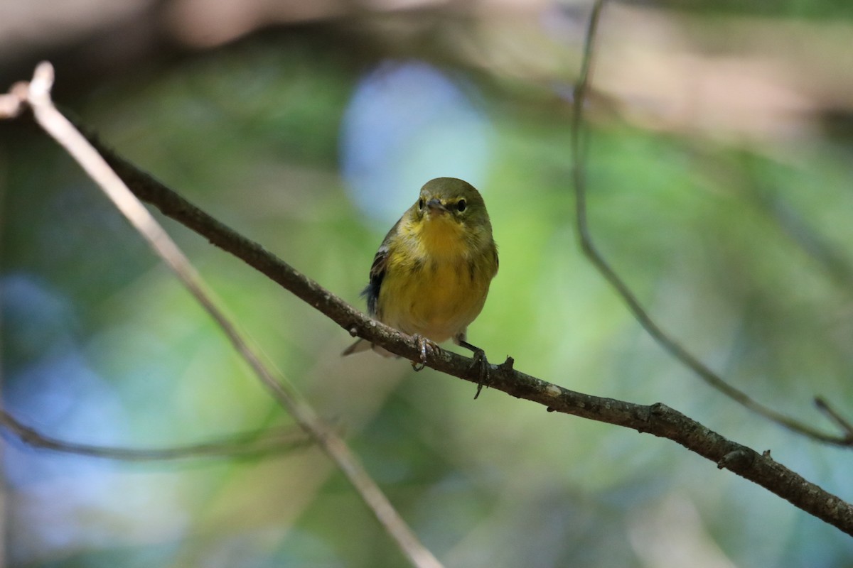 Pine Warbler - ML366143751